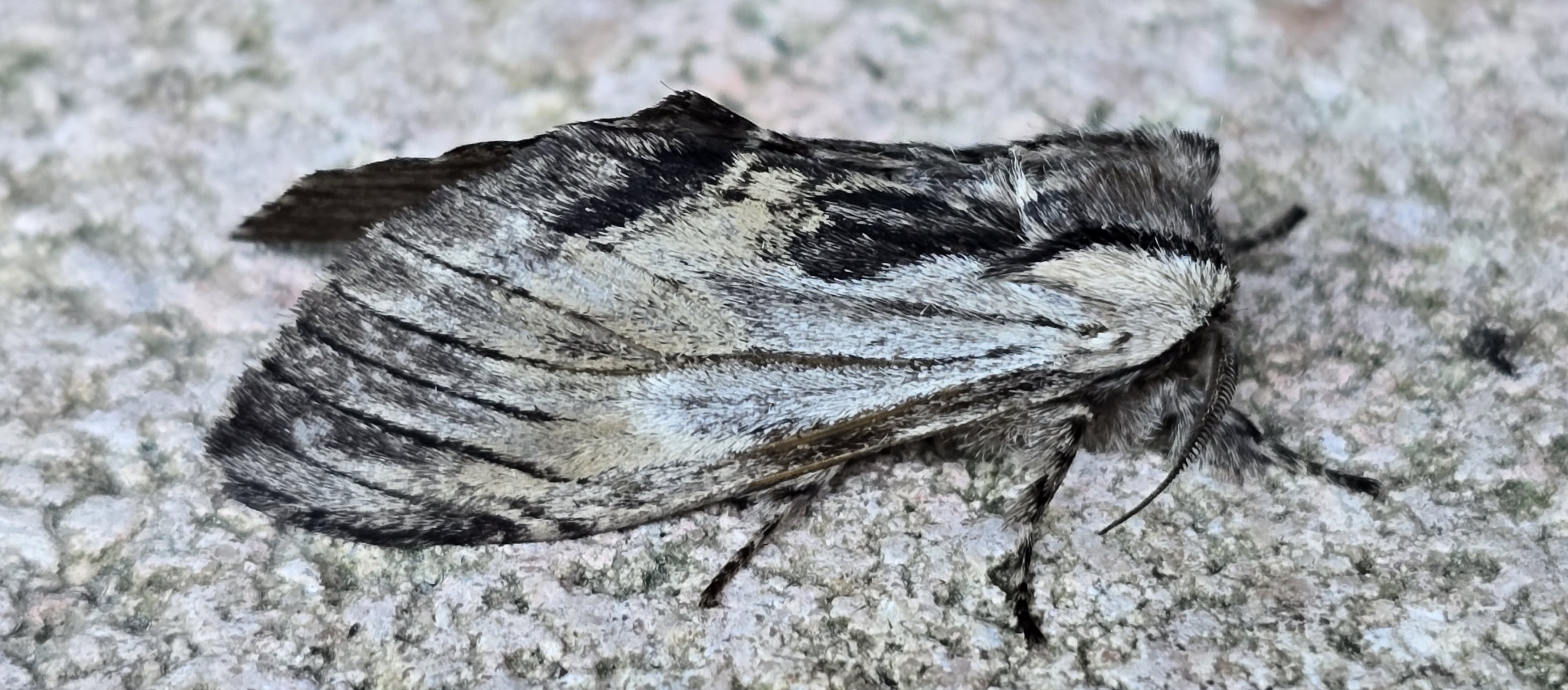 Photo of Tawny Prominent (Harpyia milhauseri)